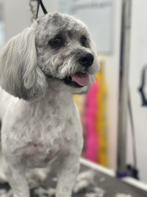 Relaxed dog enjoying the finishing touches at Tails A Waggin